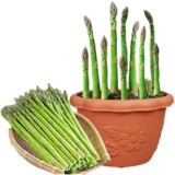 Семена спаржи Четыре сезона, посеянные годы зеленой жаркой семя