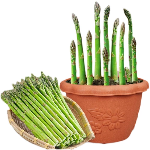 Семена спаржи Четыре сезона, посеянные годы зеленой жаркой семя