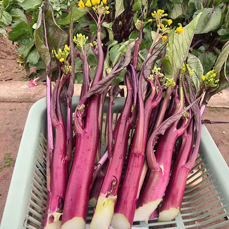 十月鲜红菜苔种子新品盆栽春四季播种高产红菜心农家蔬菜种孑