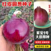 红皮洋葱种籽特大紫红皮圆葱种籽早熟高产耐寒秧苗葱四季 蔬菜种子