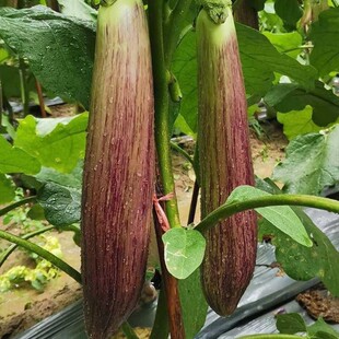 竹丝长茄种子苗盆栽四季肉质嫩花茄蔬菜种籽春季秋冬茄子蔬菜种孑