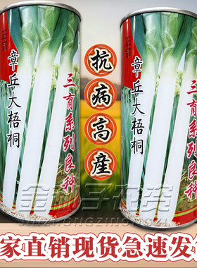 章丘大梧桐大葱种子三系杂交