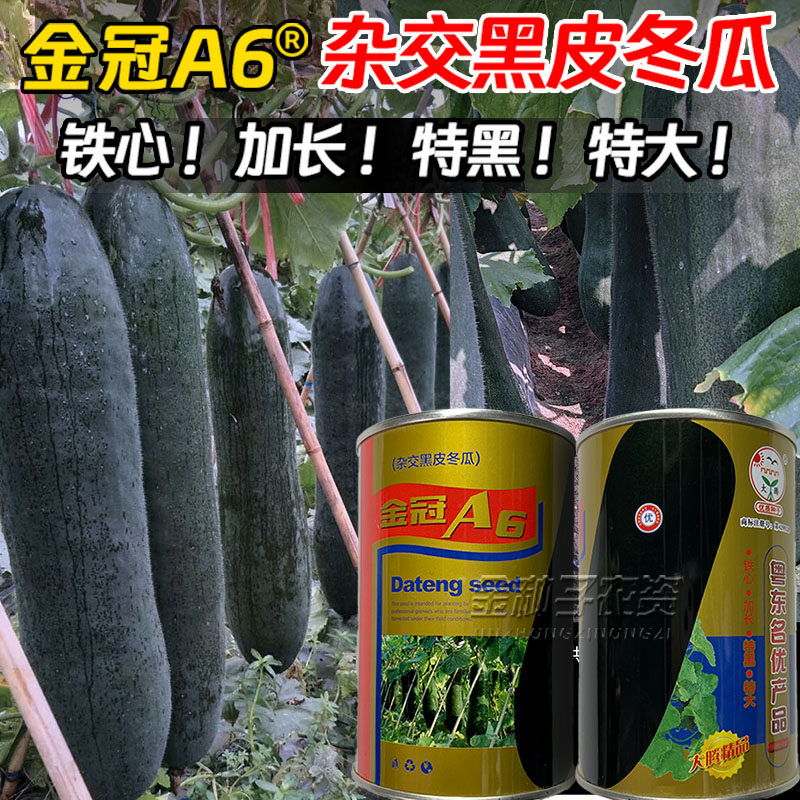 金冠A6黑皮冬瓜种子特大高产