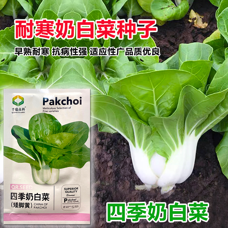 奶白菜种子小白菜青菜黑油菜春季