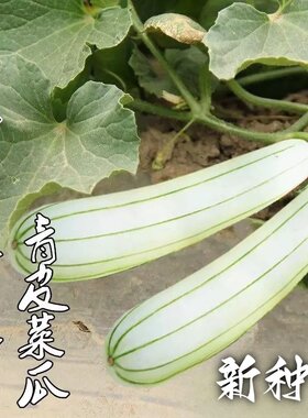 老品种过路白瓜种籽高产