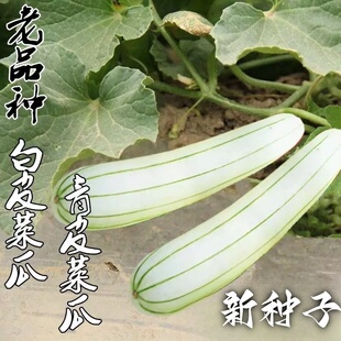 老品种菜瓜种子籽白皮青皮过路白长酥瓜甜瓜香瓜高产瓜果蔬菜种孑