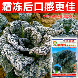 耐寒高产随州泡泡青种子皱叶黑白菜 黑油白菜种子 阳台种盆栽四季