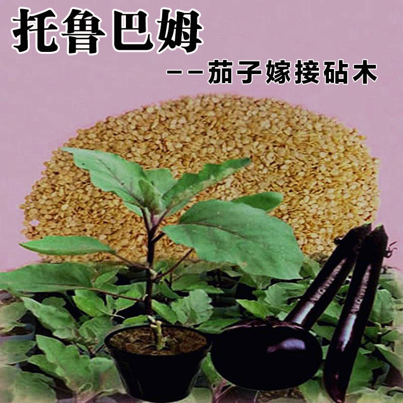 嫁接茄子砧木营养土栽培