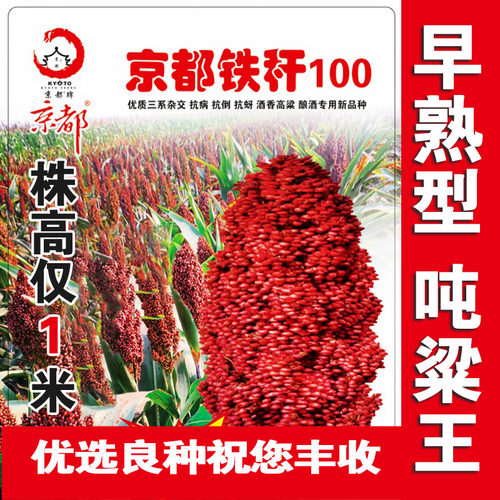 矮杆酒糯高粱王超吨铁杆100红高粱种子 矮杆抗鸟酿造型高产高粱籽 - 封面