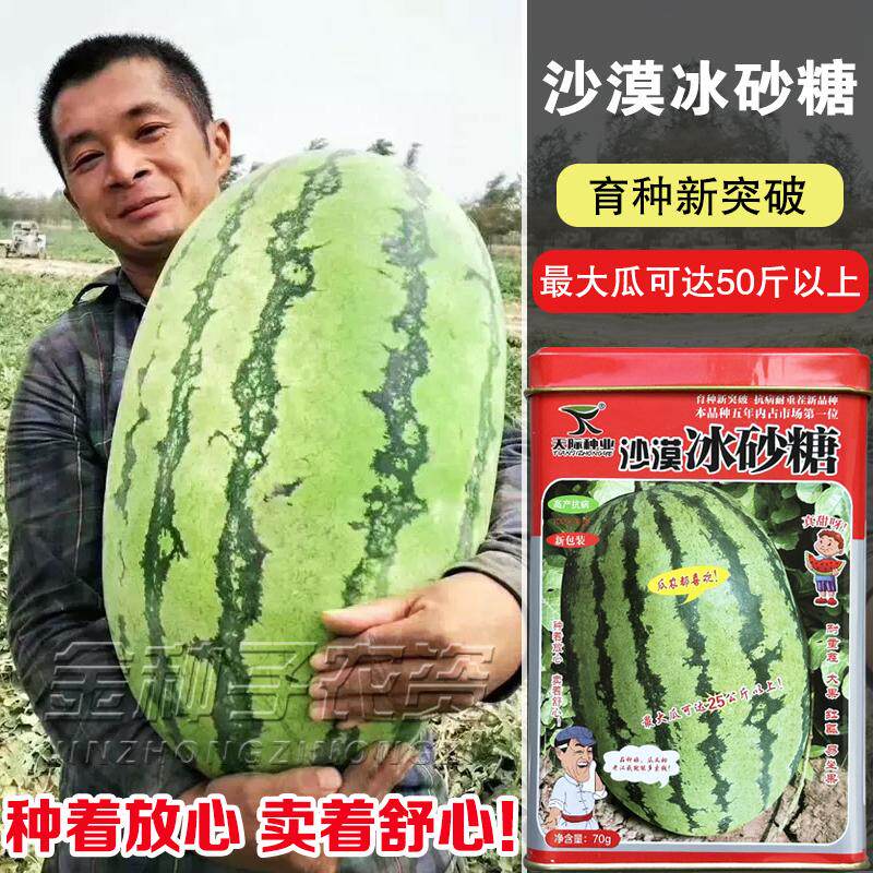 沙漠冰糖砂糖大果西瓜种子籽高产早熟杂交品种耐旱耐涝皮薄不裂果