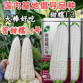 甜糯白玉米种子早熟大棒白甜糯矮杆高产密甜糯21号甜加糯玉米种子