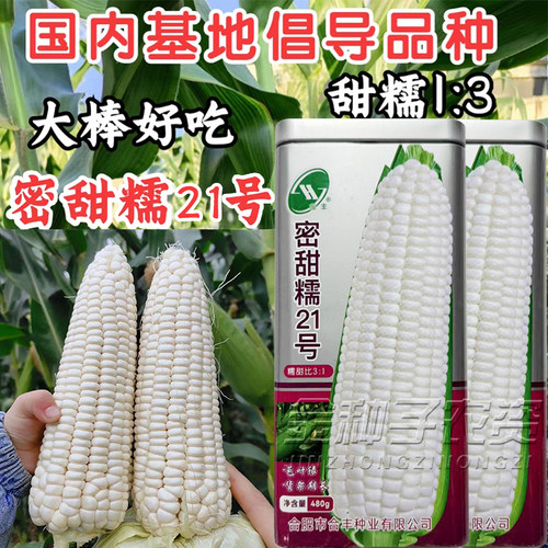 早熟高产密甜糯21号白玉米种子