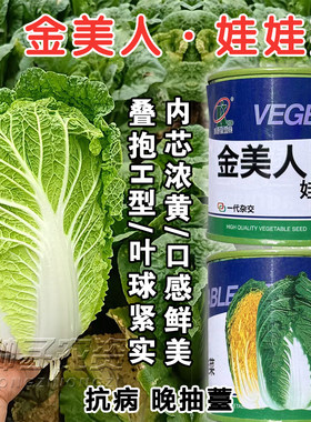 金美人娃娃菜种子晚抽薹抗病