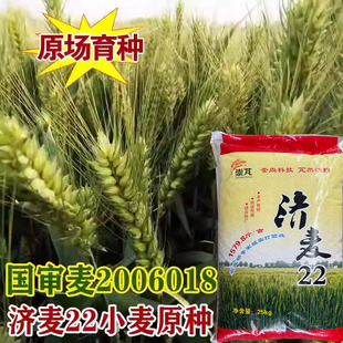 优质强筋大田冬小麦籽高产矮秆抗倒大穗原种 国审济麦22小麦种子