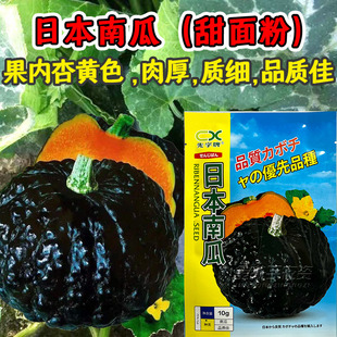 日本小南瓜种子苗秧超甜高产香甜贝贝秧苗板栗蜜本蔬菜种籽孑瓜类