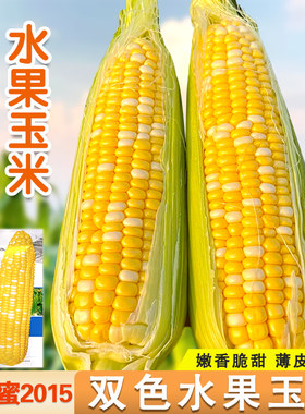超甜双色水果玉米种子高产甜玉米