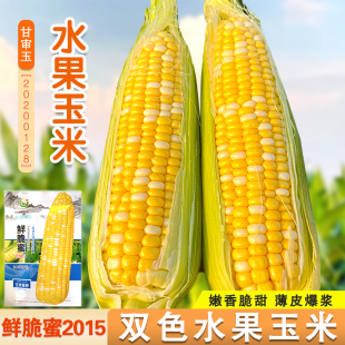 超甜双色水果玉米种子高产甜玉米种籽特大耐旱春四季糯玉米粘大田