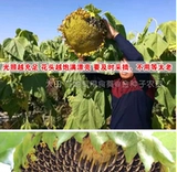 Большие съедобные семена подсолнечника с высоким уровнем урожая.