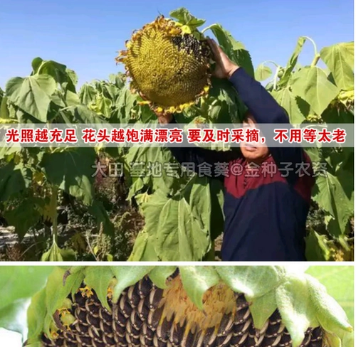 Большие съедобные семена подсолнечника с высоким уровнем урожая.