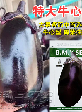 特大牛心茄种子罐茄种籽紫把紫黑色茄子高产四季蔬菜庭院阳台包邮