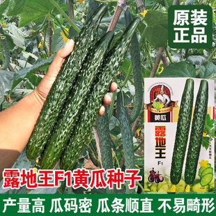 露地王黄瓜种子 农田菜园瓜条顺直瓜深绿果肉淡绿长黄瓜蔬菜籽