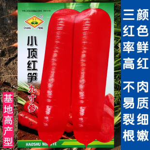 小顶红笋九寸参胡萝卜种子抗热水果萝卜种籽庭院菜园秋季蔬菜种孑