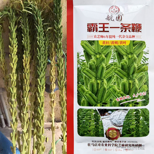 霸王鞭芝麻种子高产白芝麻种子高产高油黑白芝麻种子霸王鞭芝麻种