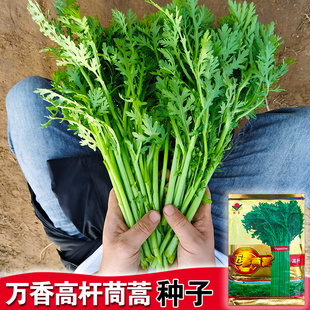 小叶茼蒿种子茼蒿菜籽种光杆大叶茼蒿籽蒿子秆高杆皇帝菜秋季蔬菜