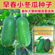 小冬瓜种子搭架白皮冬瓜毛节瓜礼品冬瓜四季 高产盆栽蔬菜种子 春季