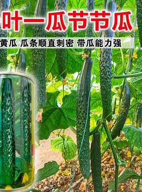 绿芯黄瓜种子苗高产水果黄瓜青瓜