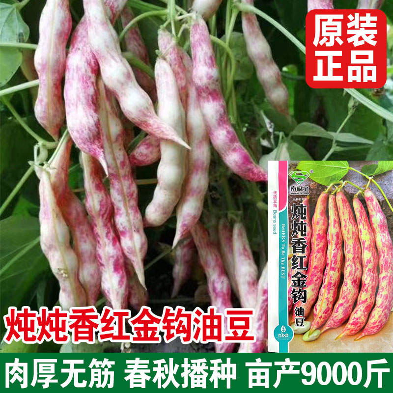 炖炖香红金钩油豆种子肉厚无筋