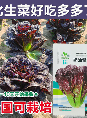 奶油紫孔雀菜种子农田菜园可四季盆栽紫色脆嫩罗马直立生菜蔬菜籽