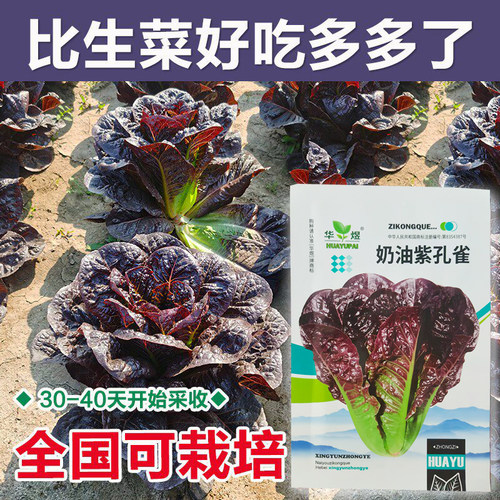 四季种植紫色奶油孔雀菜