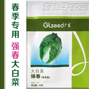 改良强春先反季节大白菜种子大白菜种籽种孑黄心春季秋季强春2号