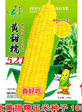金牛星黄甜糯521黄糯玉米种子东北粘苞米籽甜加糯黄粘玉米不秃尖