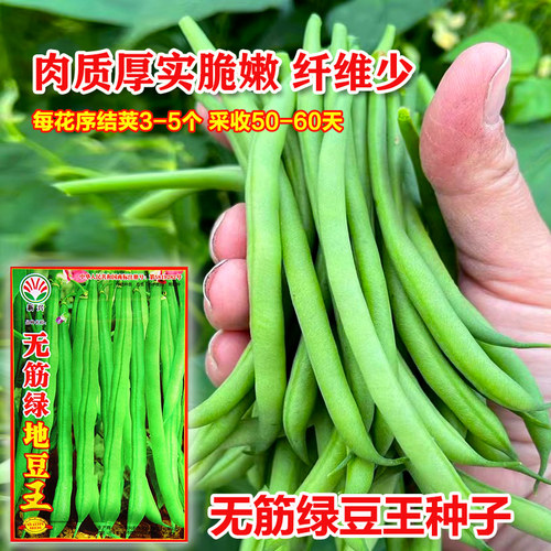 蔬菜种子彩包豆角种籽无筋地豆王