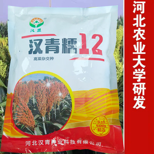 汉青糯12酿酒红高粱种子种籽红缨子红糯矮杆大田抗旱抗涝红