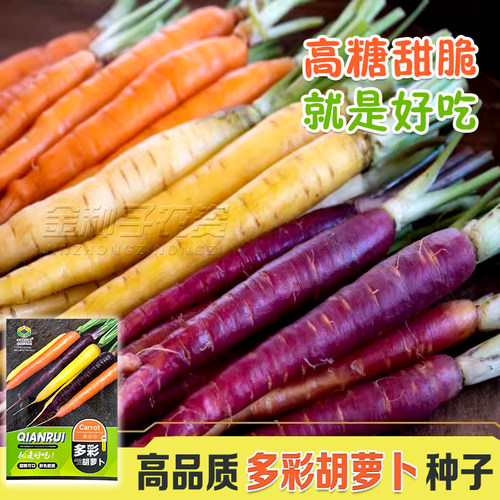 彩色胡萝卜种子高产四季阳台盆栽蔬菜种籽孑紫色红皮红心水果萝卜