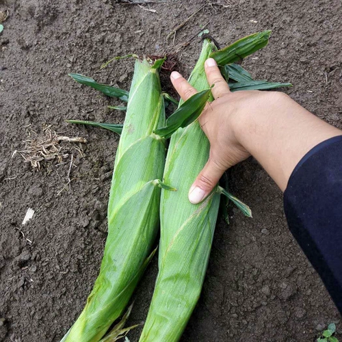 Tiangui Nuo 937 красочные сладкие восковые семена кукурузы, цветы, сладкие восковые семена кукурузы, четыре сезона, восковые семена кукурузы, тонкий цвет кожи