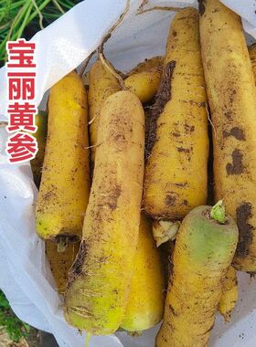齐头黄胡萝卜种子生吃黄色水果萝卜种籽农家菜园庭院秋季蔬菜种孑