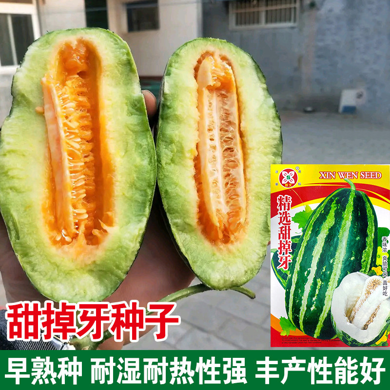 甜掉牙特大甜瓜香瓜种子种籽孑黑面瓜黄四季羊角酥蜜牛角蜜瓜大全