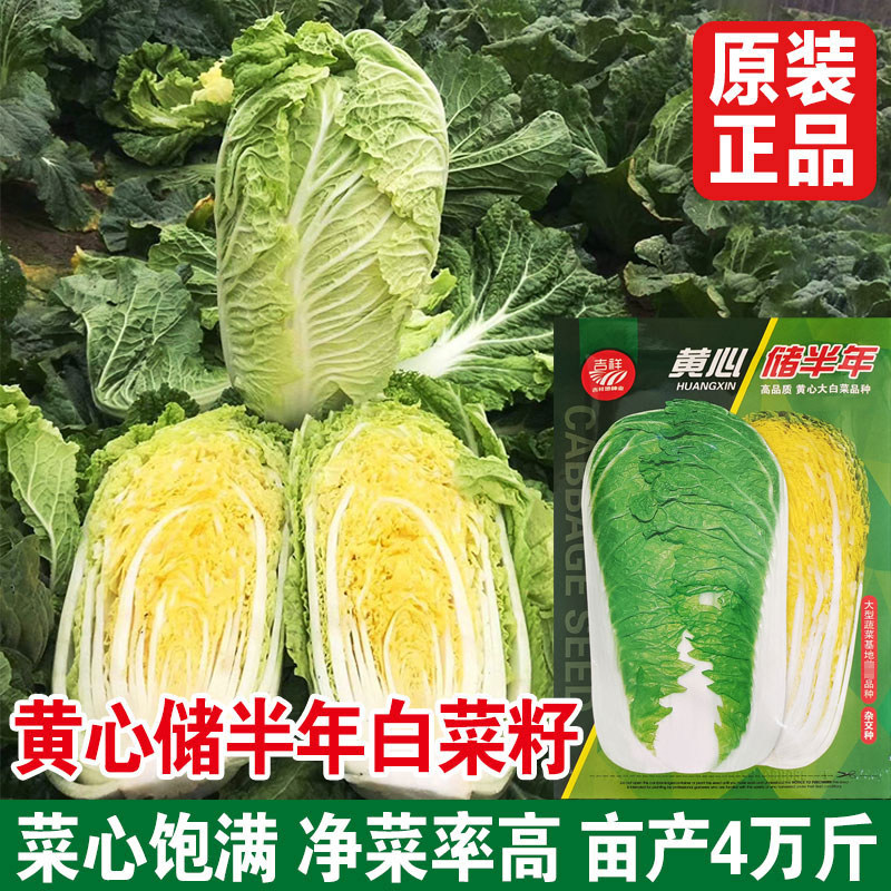 秋播大白菜种子秋季冬储黄心白菜种籽高产蔬菜抗病口感好耐寒包邮