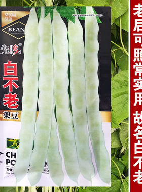 九粒白不老来少芸豆架豆种子豆角四季菜豆春季秋冬农家蔬菜种孑籽