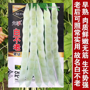 九粒白不老来少芸豆架豆种子豆角四季菜豆春季秋冬农家蔬菜种孑籽