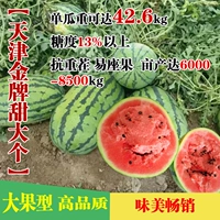 [Золотая медаль Sweet Large] 50 грамм консервированных около 1000 капсул