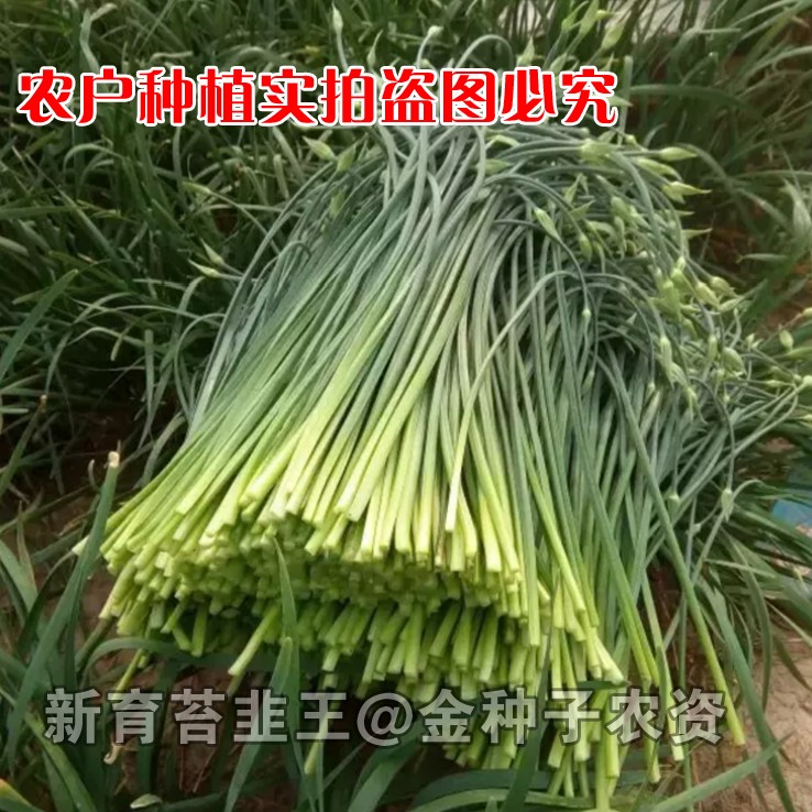 韭苔种子苔韭种籽中华苔韭王多年生四季蔬菜种子包邮韭菜花籽春季