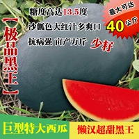 【Черный король F1】 Консервированный 75 грамм