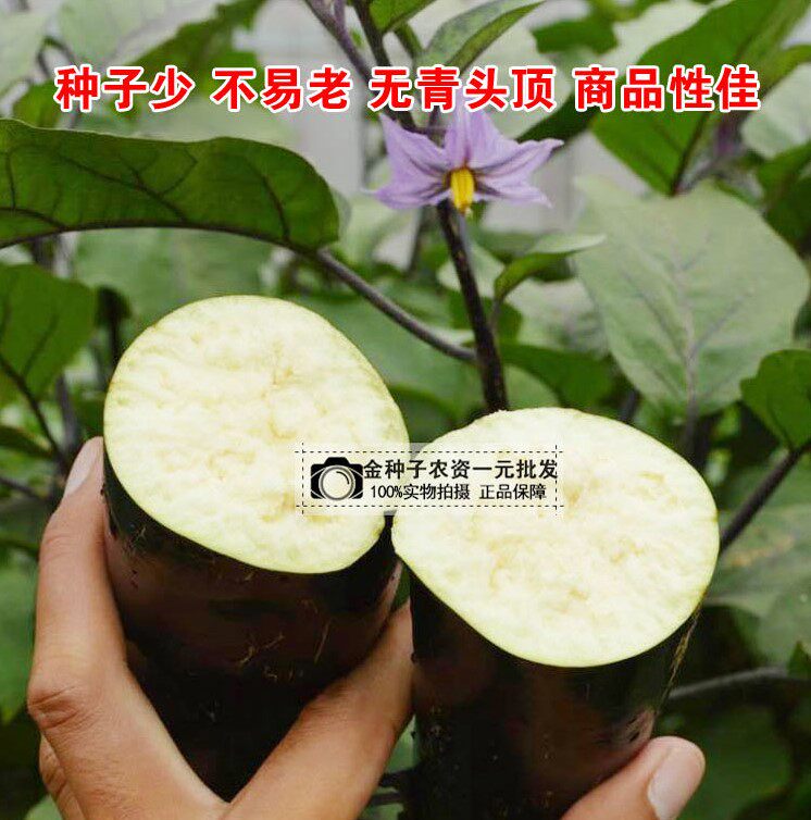 蔬菜种子高产紫黑长茄子 王中王长茄种子  黑亮长茄籽高产抗病强