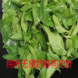 枸杞纯叶新鲜枸杞叶枸杞菜煮汤枸杞嫩叶蔬菜纯叶子农家肥种植纯叶