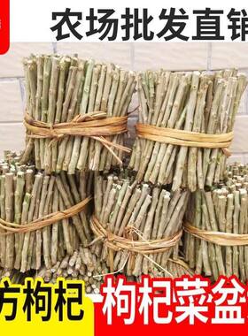 枸杞菜苗大叶枸杞叶新鲜可食用耐寒构枸杞子枝苗盆景煲汤煮汤四季
